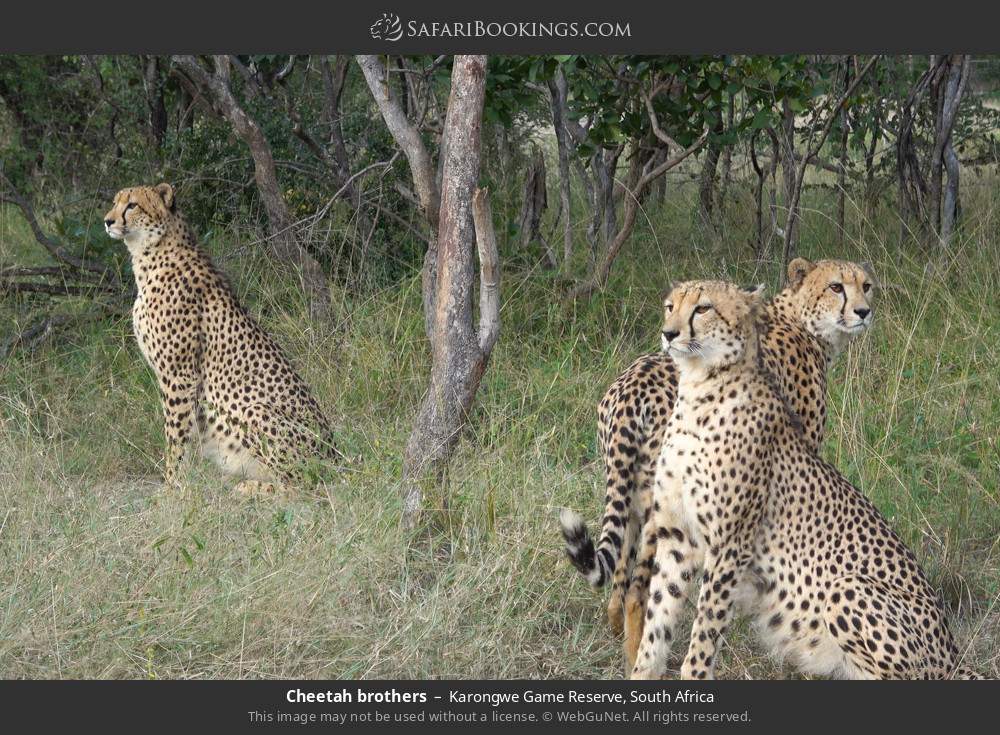 Cheetah brothers in Karongwe Private Game Reserve, South Africa
